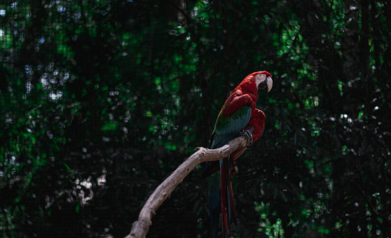 Guacamaya