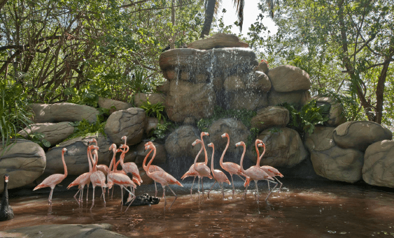 Flamencos