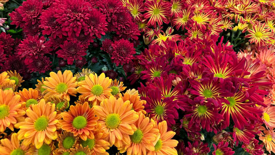 Flores colombianas, protagonistas en días de Santos y Difuntos Flores colombianas, protagonistas en días de Santos y Difuntos
